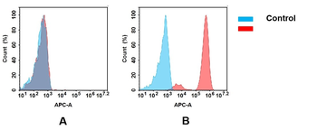 EGFR Antibody