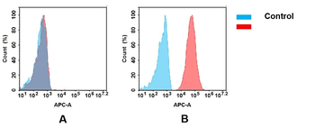 EGFR Antibody