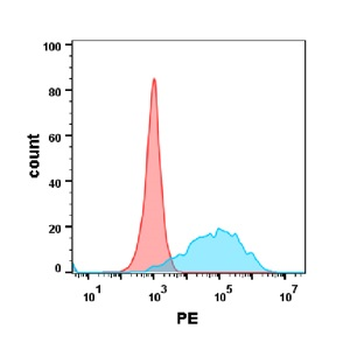 CEACAM5 Antibody