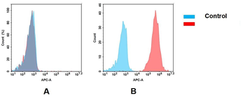 CEACAM5 Antibody