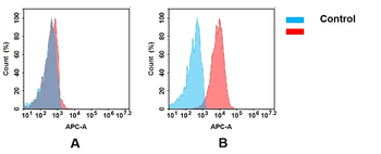 CD7 Antibody