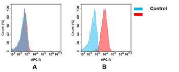 CD7 Antibody