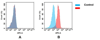 TNFRSF10B Antibody