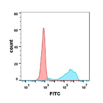 B7-1 Antibody