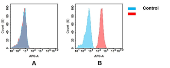 B7-1 Antibody