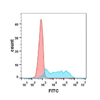 CSF1R Antibody