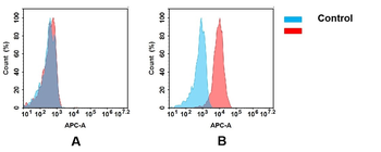 CD30 Antibody