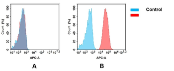 CD40 Antibody