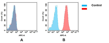 CD40 Antibody