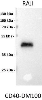 CD40 Antibody