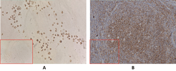 CD40 Antibody