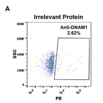 DNAM1 Antibody