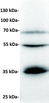 BTN3A1 Antibody