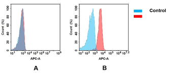 BTN3A1 Antibody