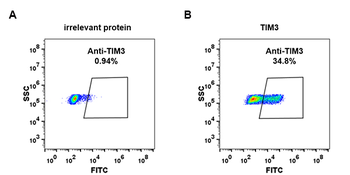 TIM3 Antibody