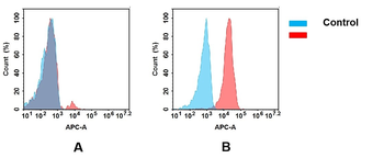 TIM3 Antibody