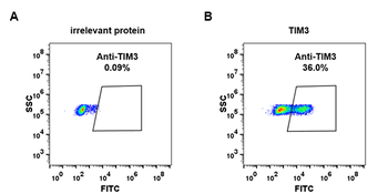 TIM3 Antibody