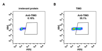 TIM3 Antibody