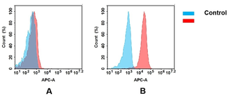 TIM3 Antibody