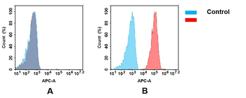 TFRC Antibody