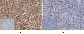 CD99 Antibody