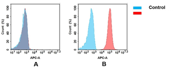 CD99 Antibody