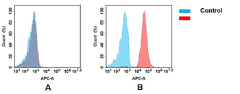 CD56 Antibody