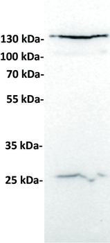 CD24 Antibody