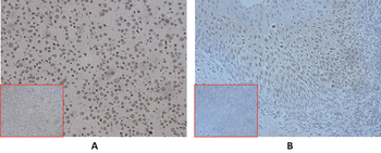 CD24 Antibody