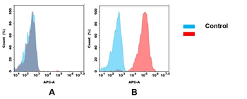 CD24 Antibody