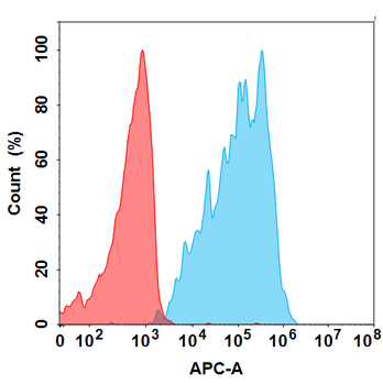 CCR8 Antibody