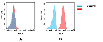 CXCR4 Antibody