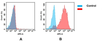 CEACAM6 Antibody