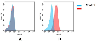 NECTIN4 Antibody