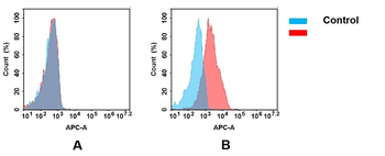 B7H5 Antibody