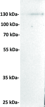 CD21 Antibody