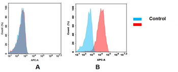 CD21 Antibody