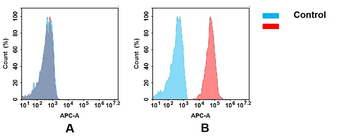 CD44 Antibody