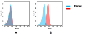 HER2 Antibody