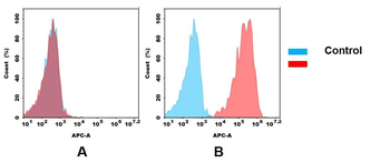 FOLR1 Antibody