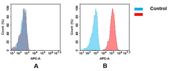 ICAM1 Antibody