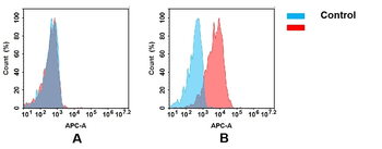 CLEC2D Antibody