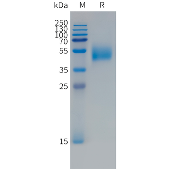 Human M-CSF (C-6His) Protein