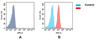 DDR1 Antibody