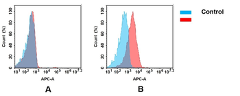 DDR1 Antibody