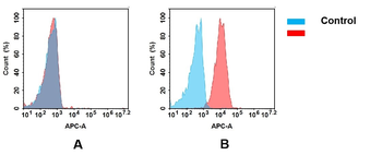 CD164 Antibody