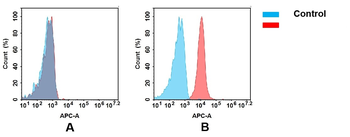 BST1 Antibody