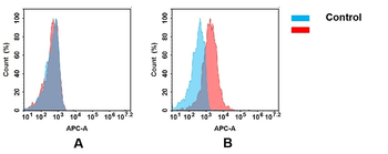 CD83 Antibody