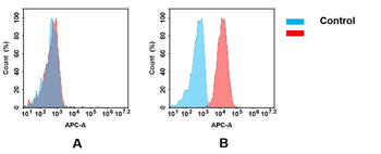 CD63 Antibody