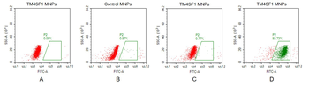 TM4SF1 Antibody